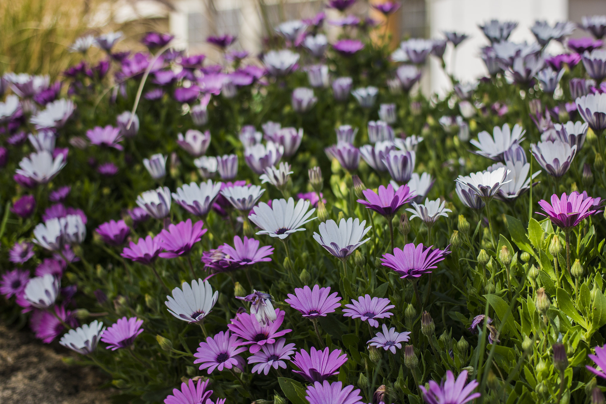 Canon EOS 70D + Canon EF 40mm F2.8 STM sample photo. 33084913142.jpg photography