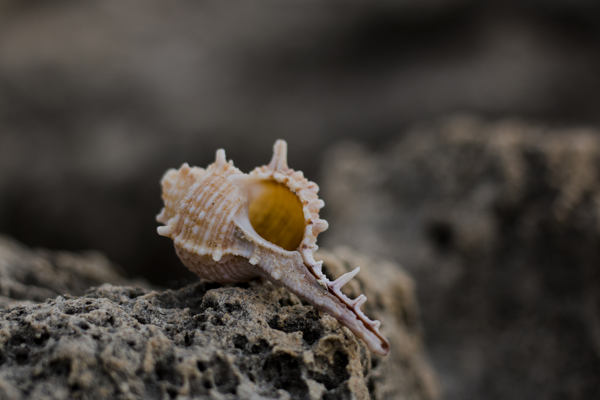 Canon EOS 70D + Canon EF 40mm F2.8 STM sample photo. 32426927353.jpg photography
