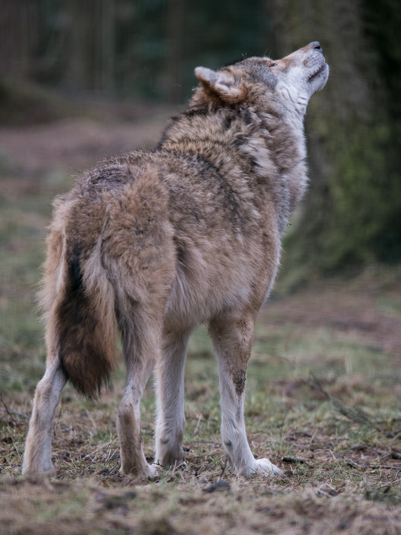 Sigma 150-500mm F5-6.3 DG OS HSM sample photo. Howling.  wolf int the wildlife park frankenhof, germany photography