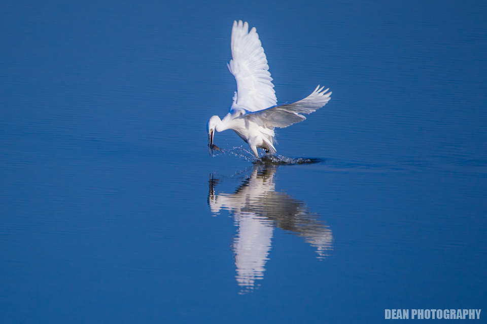 Tamron SP 150-600mm F5-6.3 Di VC USD sample photo. Hunting photography