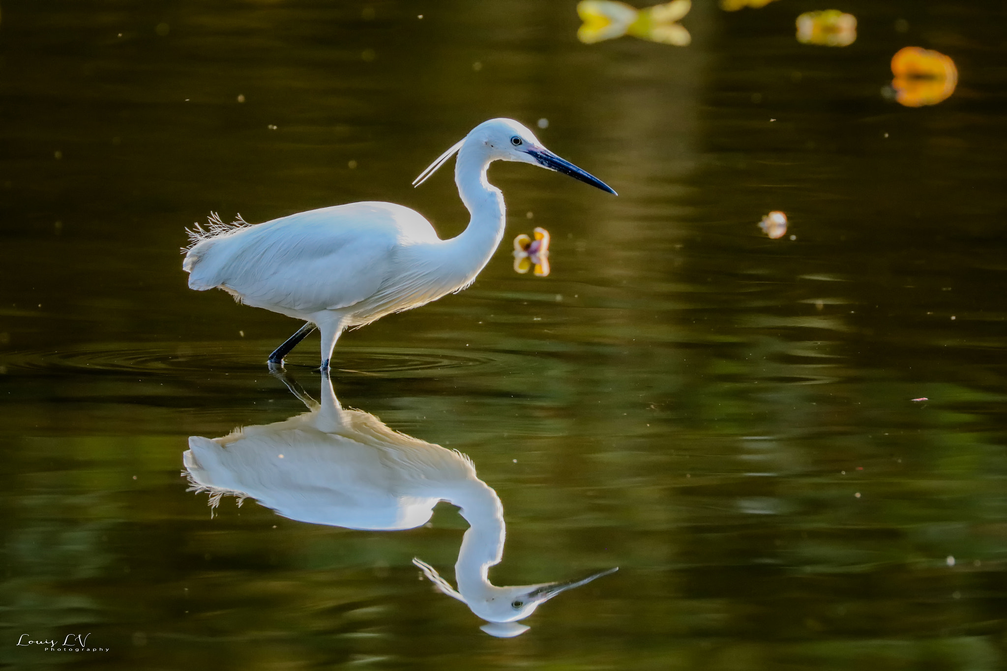 Canon EOS 5DS R + Canon EF 100-400mm F4.5-5.6L IS II USM sample photo. The water mirror photography