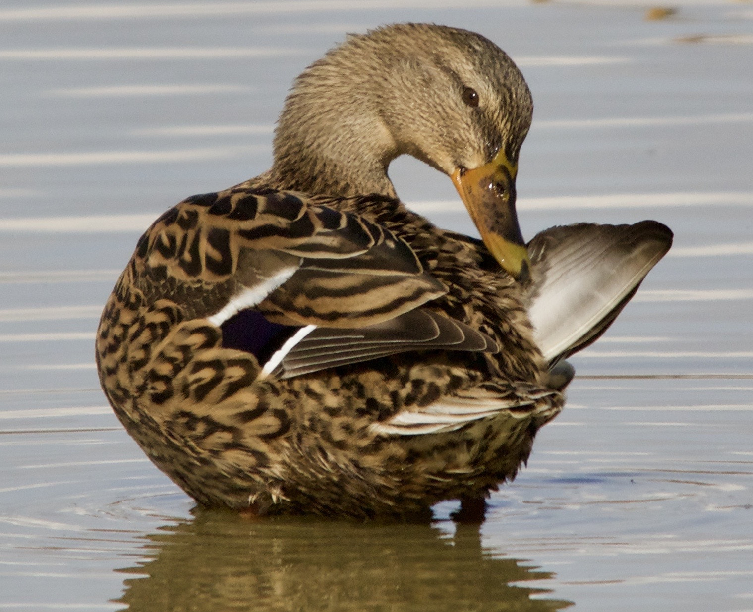 Sigma 150-500mm F5-6.3 DG OS HSM sample photo