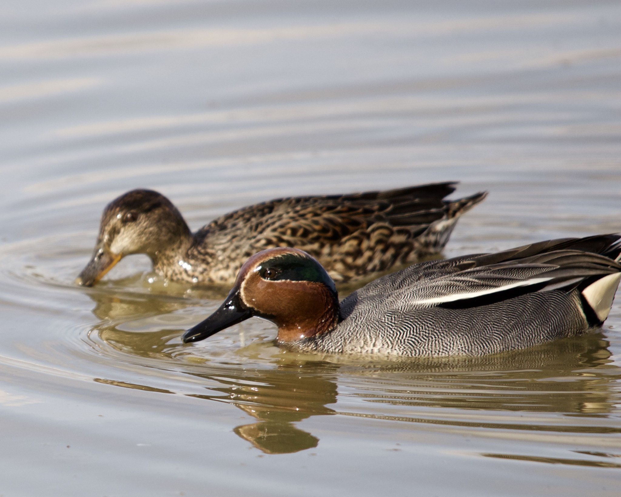Sigma 150-500mm F5-6.3 DG OS HSM sample photo