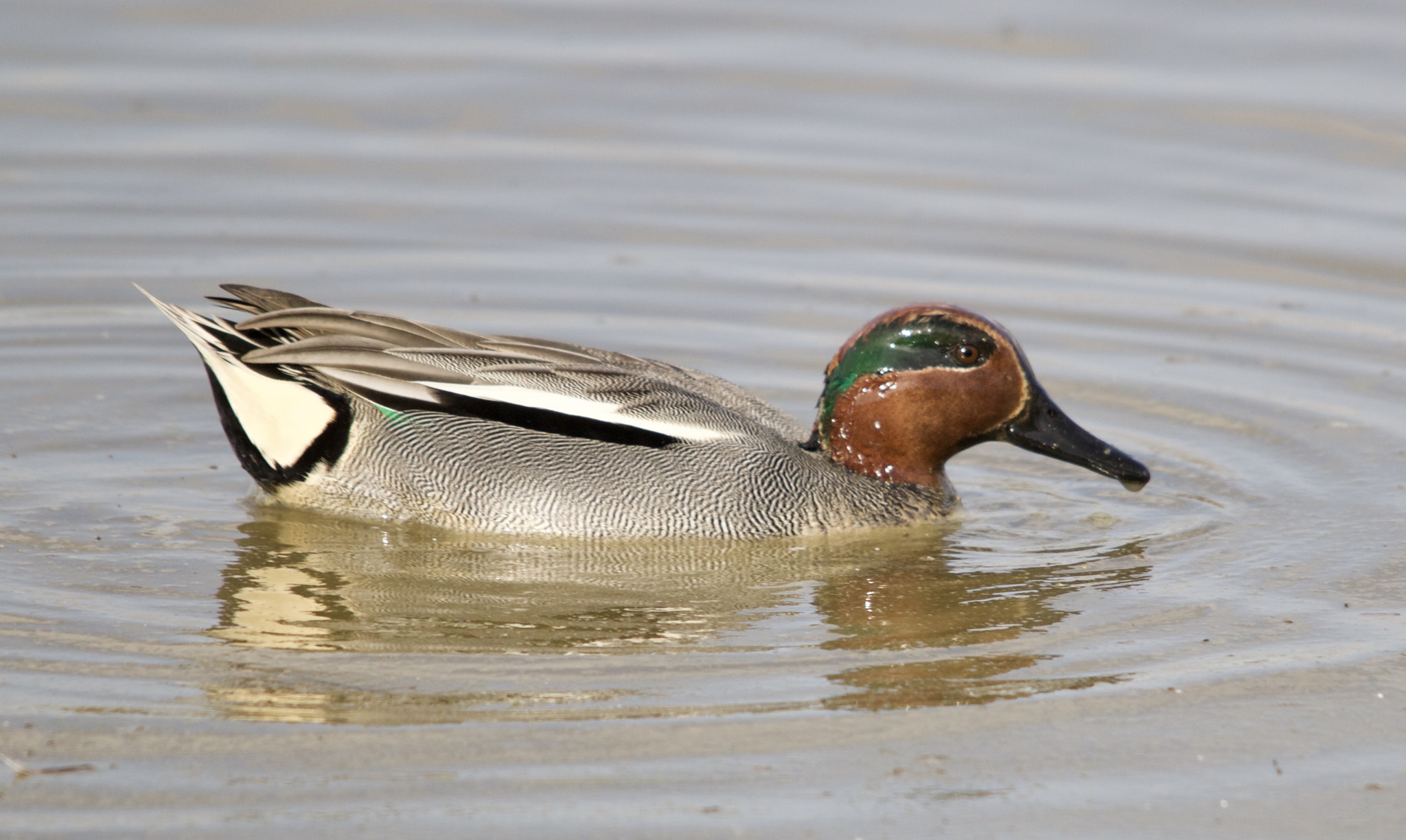 Sigma 150-500mm F5-6.3 DG OS HSM sample photo