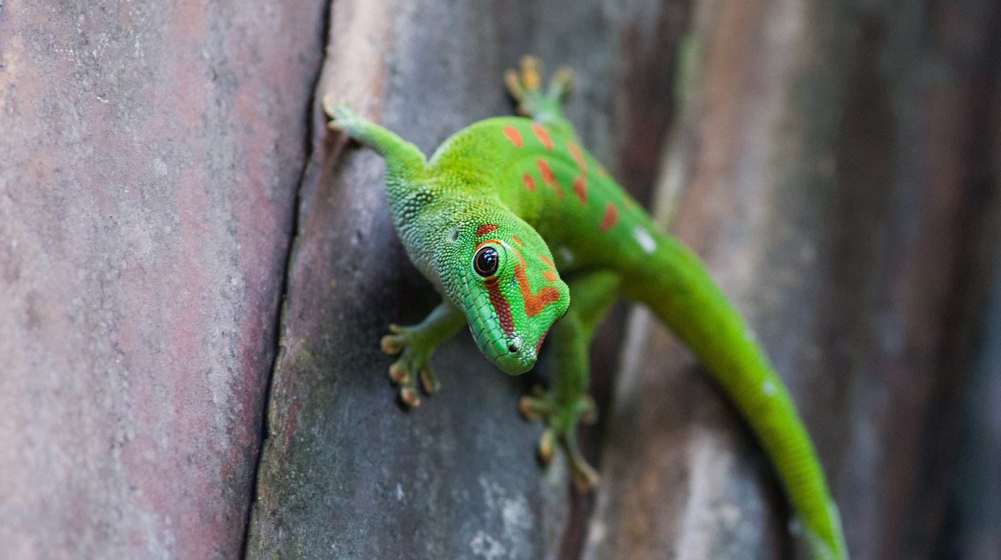 Nikon D300 + AF Nikkor 300mm f/4 IF-ED sample photo. Curious gecko photography