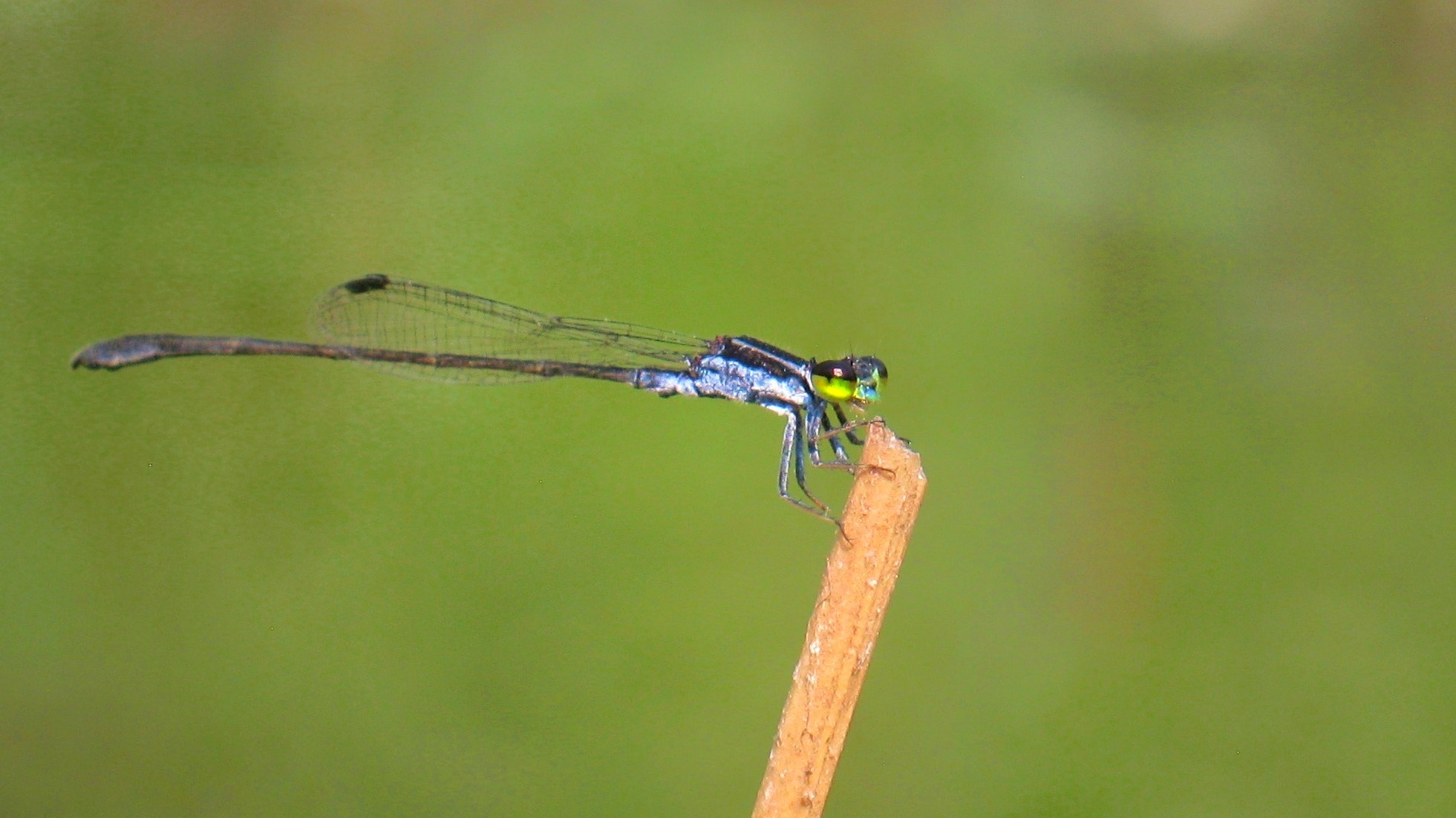 Canon PowerShot A495 sample photo. Violet damselfly. photography