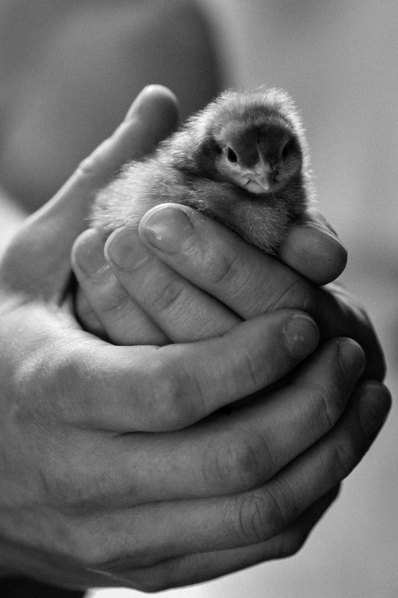Nikon D5500 sample photo. Chick in hands i photography
