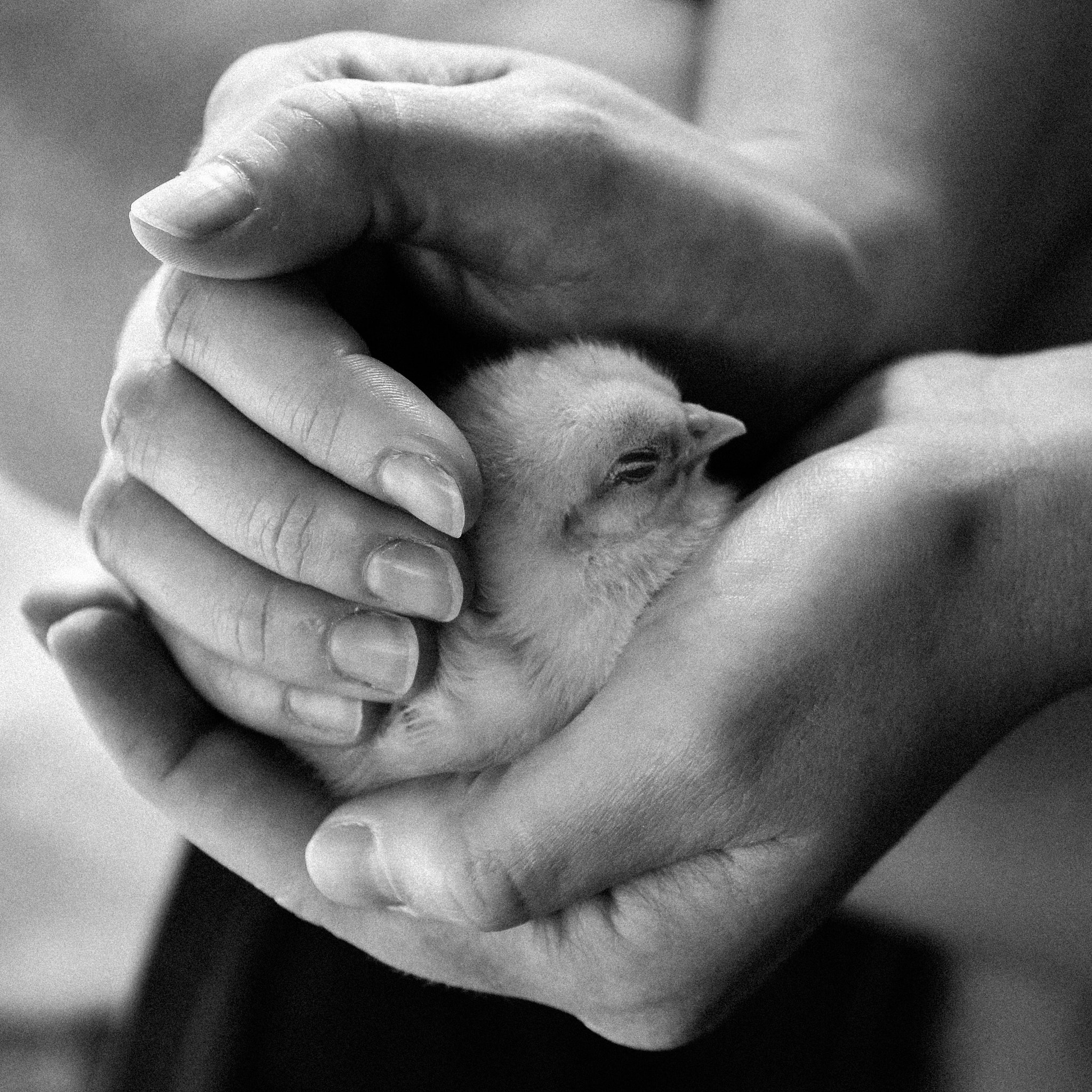 Nikon D5500 sample photo. Chick in hands ii photography
