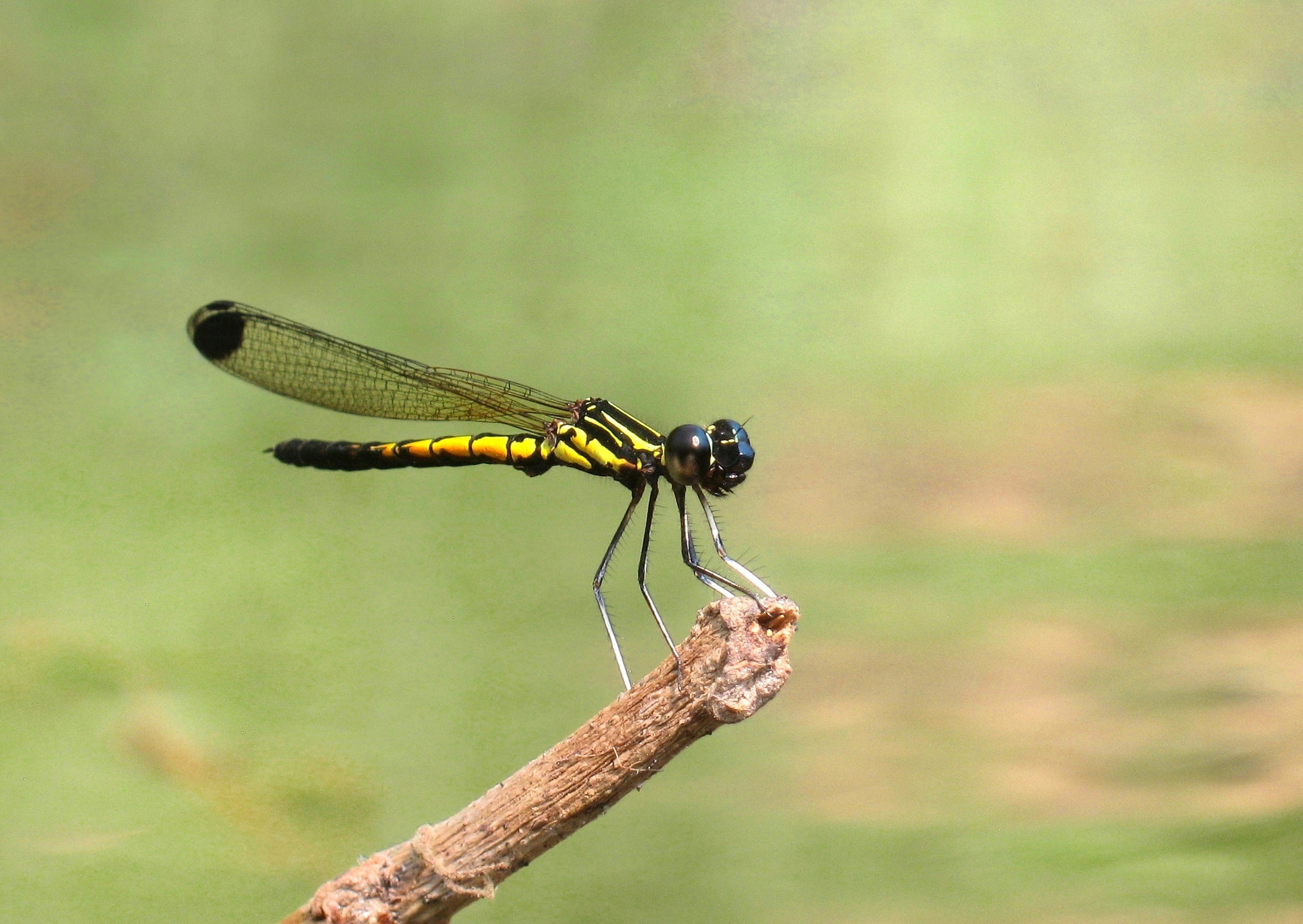 Canon PowerShot A495 sample photo. Damselfly.. photography