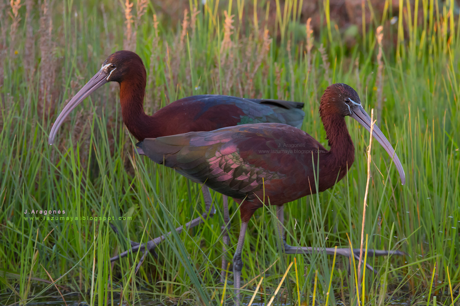 Sigma 150-600mm F5-6.3 DG OS HSM | S sample photo. Glossy ibises photography