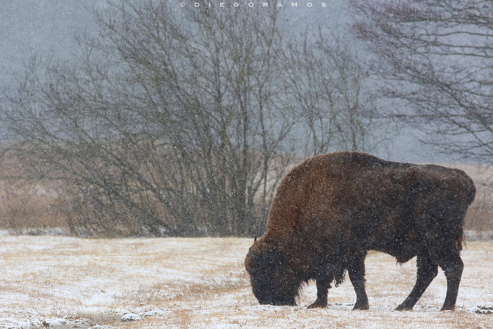 Canon EOS 7D Mark II + Canon EF 300mm F2.8L IS USM sample photo. The winter beast photography