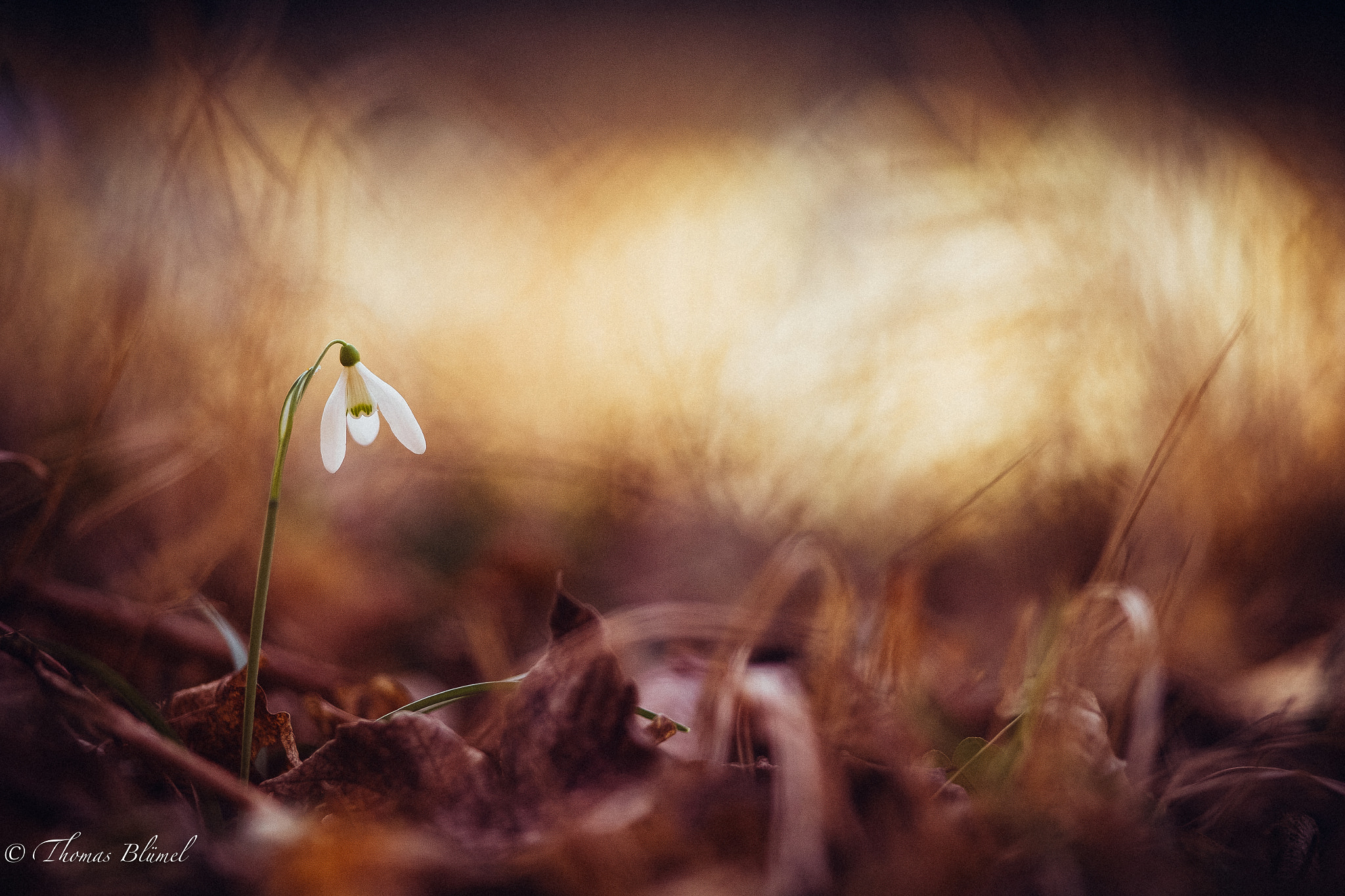 Canon EOS-1D X + Canon EF 300mm F2.8L IS II USM sample photo. Schneeglöckchen photography