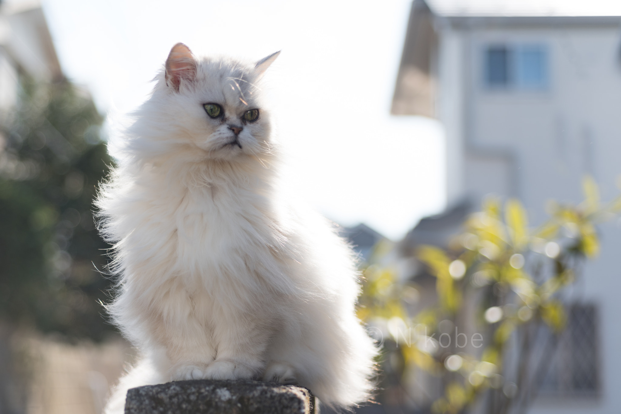 Nikon AF Micro-Nikkor 60mm F2.8D sample photo. Persian cat　chinchilla silver　 photography