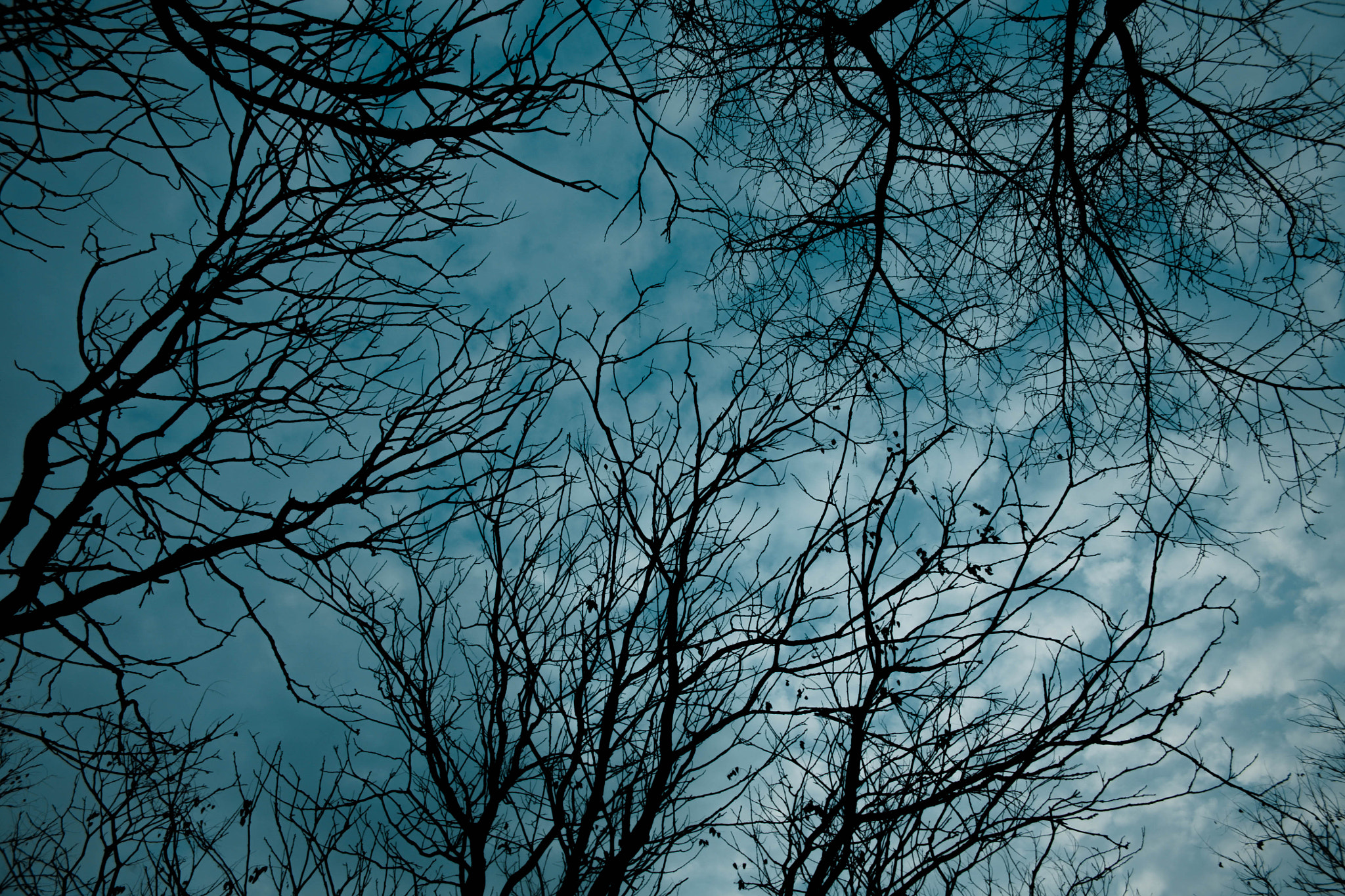 Canon EF 24-85mm F3.5-4.5 USM sample photo. Forest photography