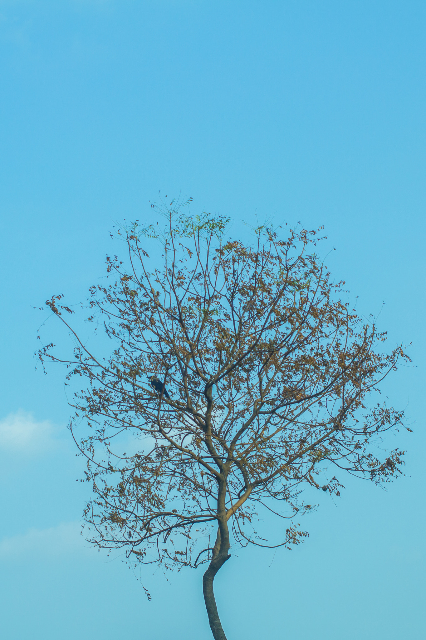 Canon EOS 1200D (EOS Rebel T5 / EOS Kiss X70 / EOS Hi) + Canon EF 40mm F2.8 STM sample photo. Bird photography