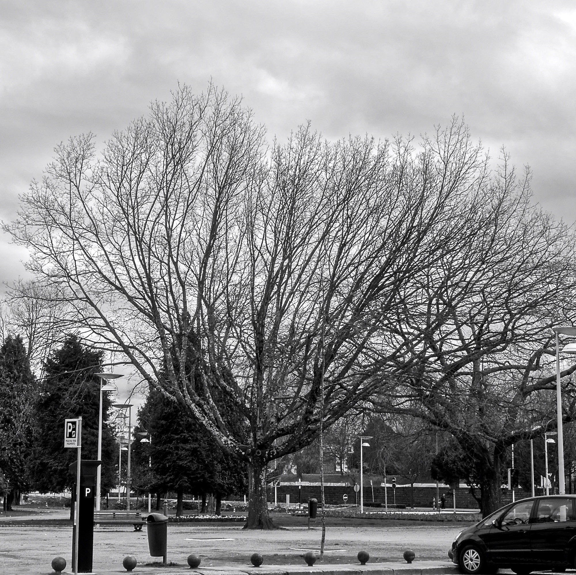 Sony Cyber-shot DSC-RX10 + 24-200mm F2.8 sample photo. Winter trees (5) photography