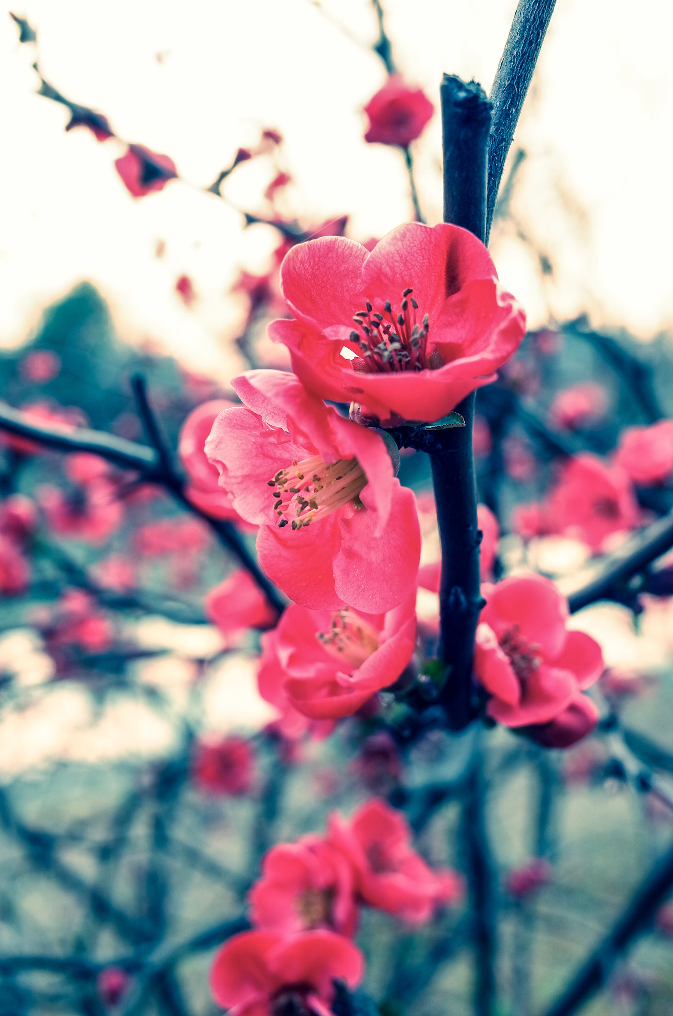 Ricoh GR + GR Lens sample photo. Spring photography
