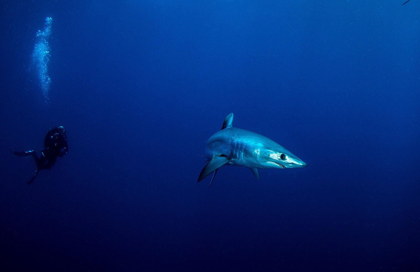 Tokina AT-X 10-17mm F3.5-4.5 DX Fisheye sample photo. Into the deep......with good friends photography
