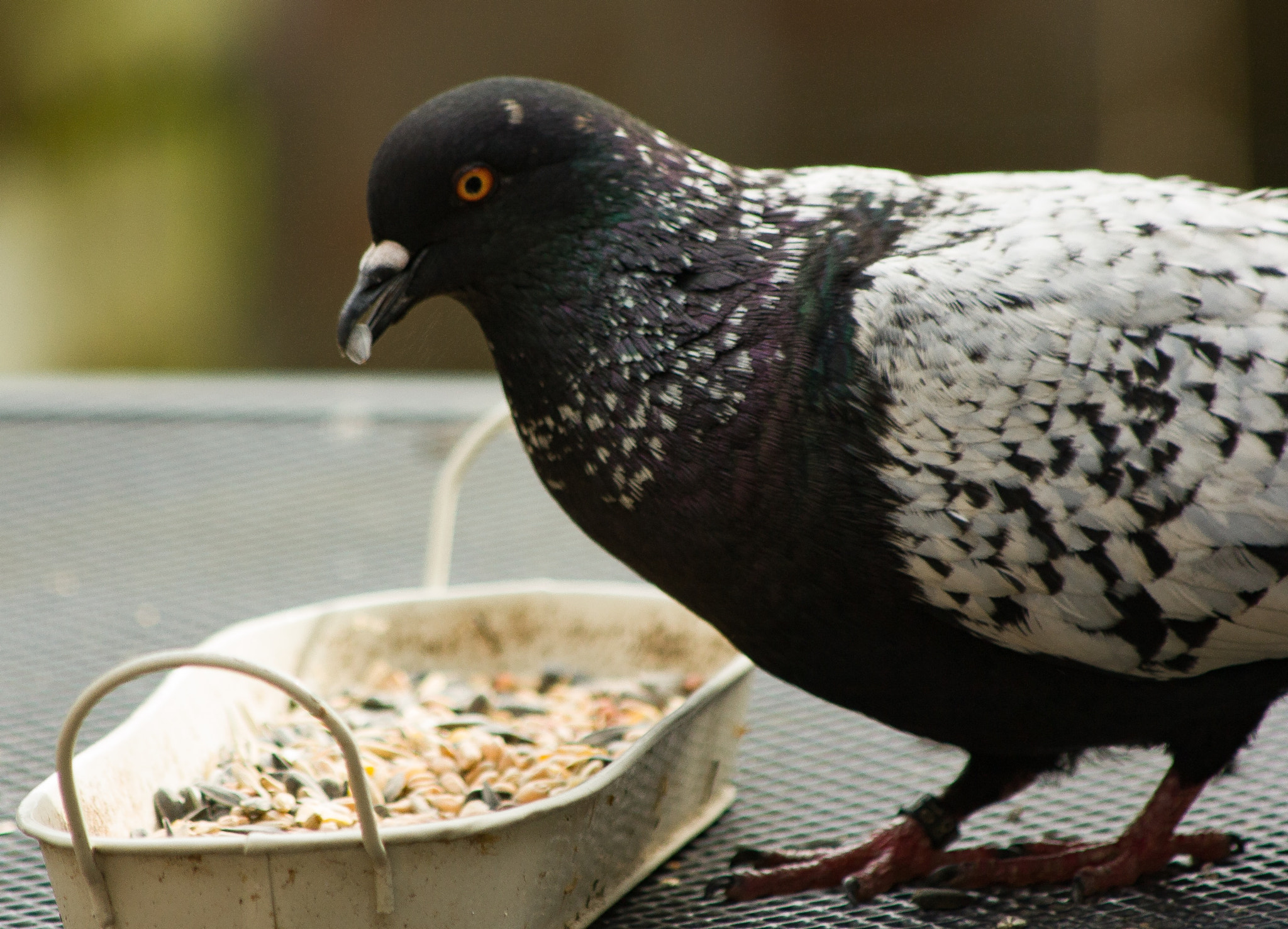 Canon EF 70-300mm F4-5.6 IS USM sample photo