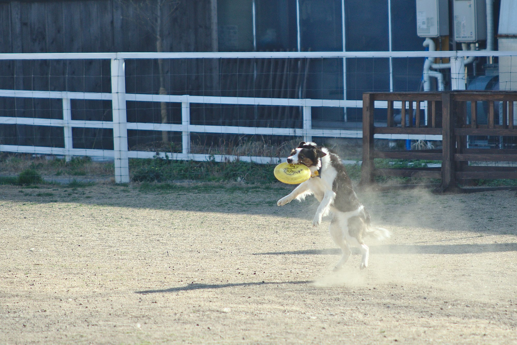 Canon EF 100-300mm F4.5-5.6 USM sample photo. He got it! photography