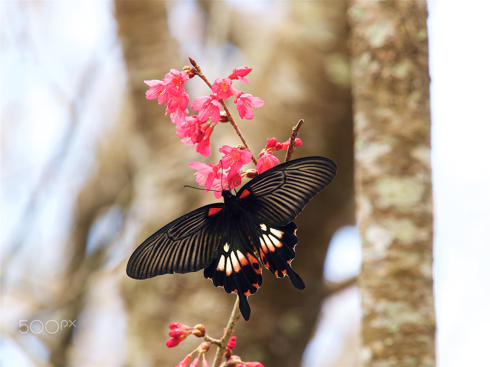 Olympus OM-D E-M1 + Olympus M.Zuiko Digital ED 40-150mm F2.8 Pro sample photo. Papilio with cherry blossoms,taiwan photography