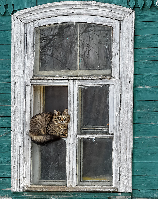 Nikon D810 + AF Zoom-Nikkor 28-105mm f/3.5-4.5D IF sample photo. * * * photography