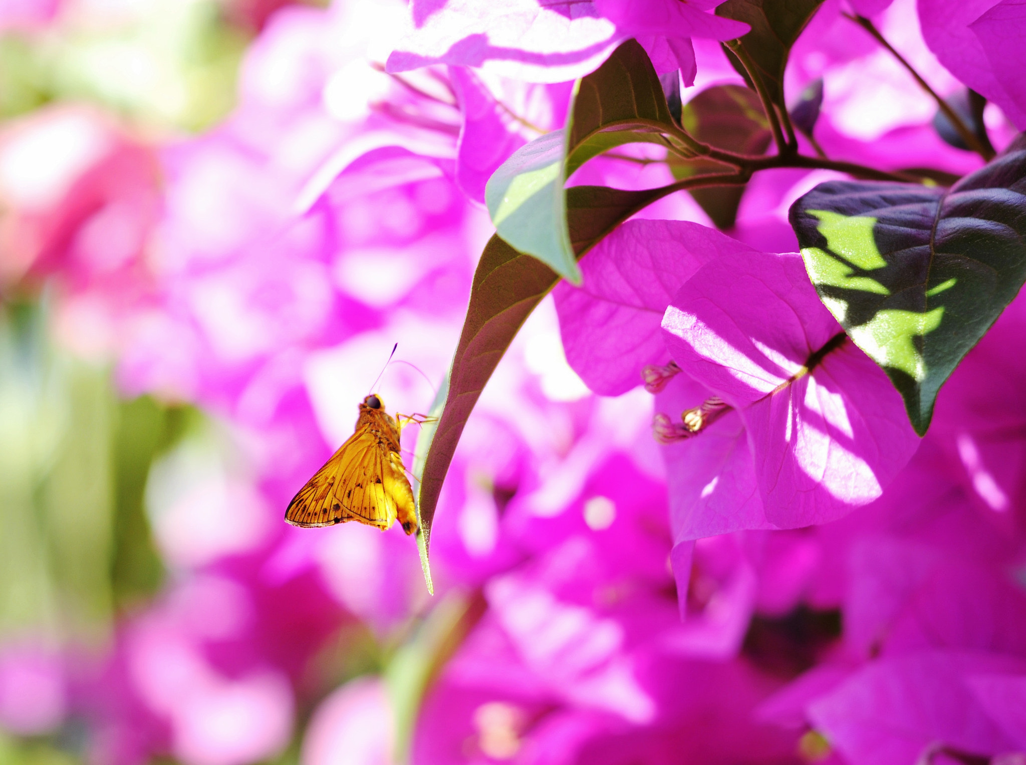 Nikon D300 + Nikon AF Nikkor 50mm F1.8D sample photo. Beauty in nature... photography