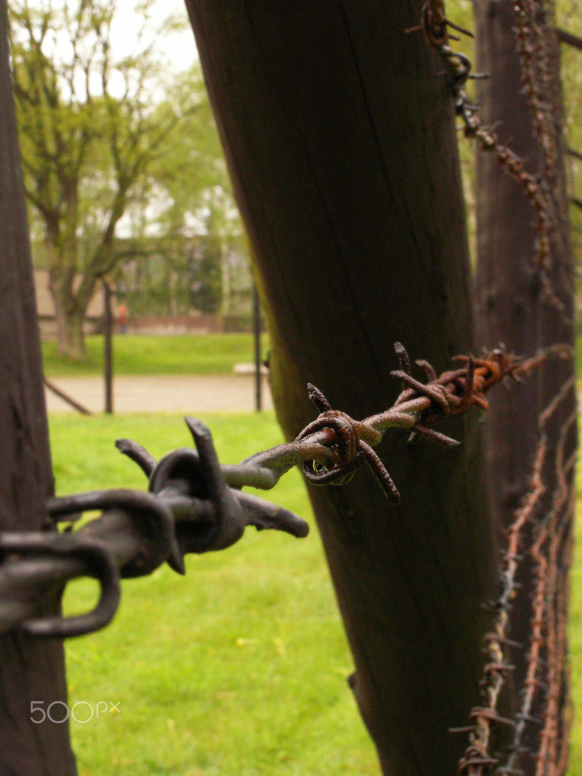 KONICA MINOLTA DiMAGE Z6 sample photo. Barbed wire photography