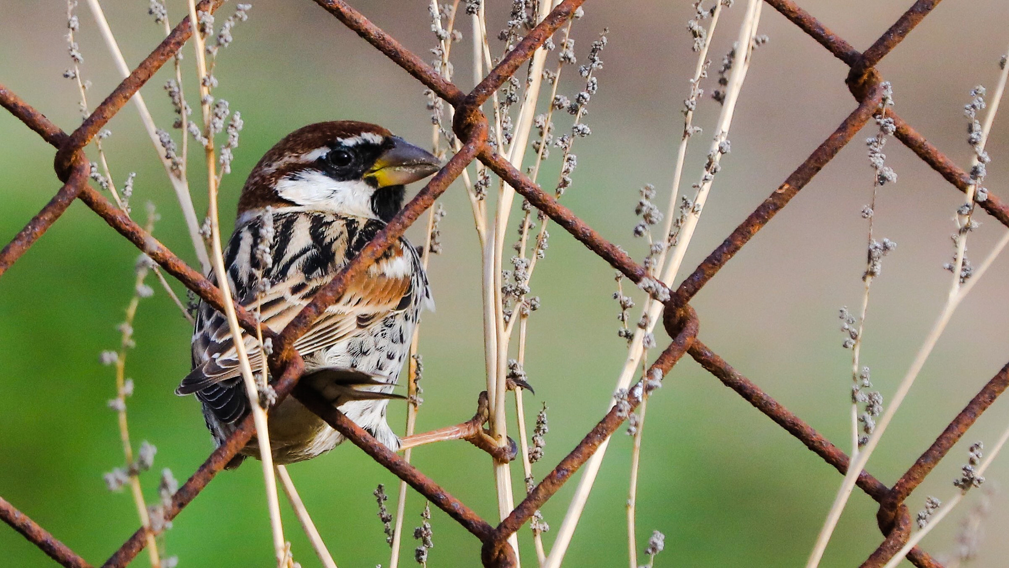 Canon EF 70-200mm F2.8L IS II USM sample photo