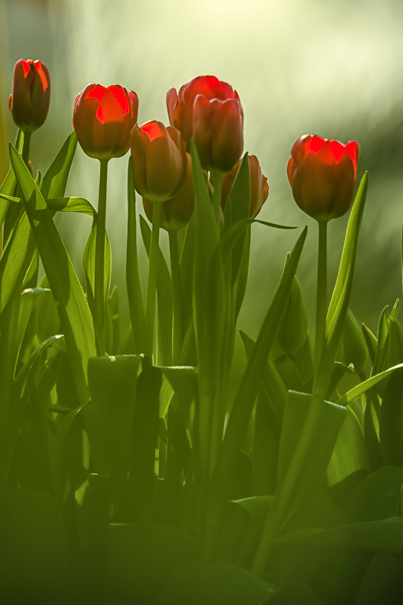 Pentax D FA* 70-200mm F2.8ED DC AW sample photo. Tulips beauty photography