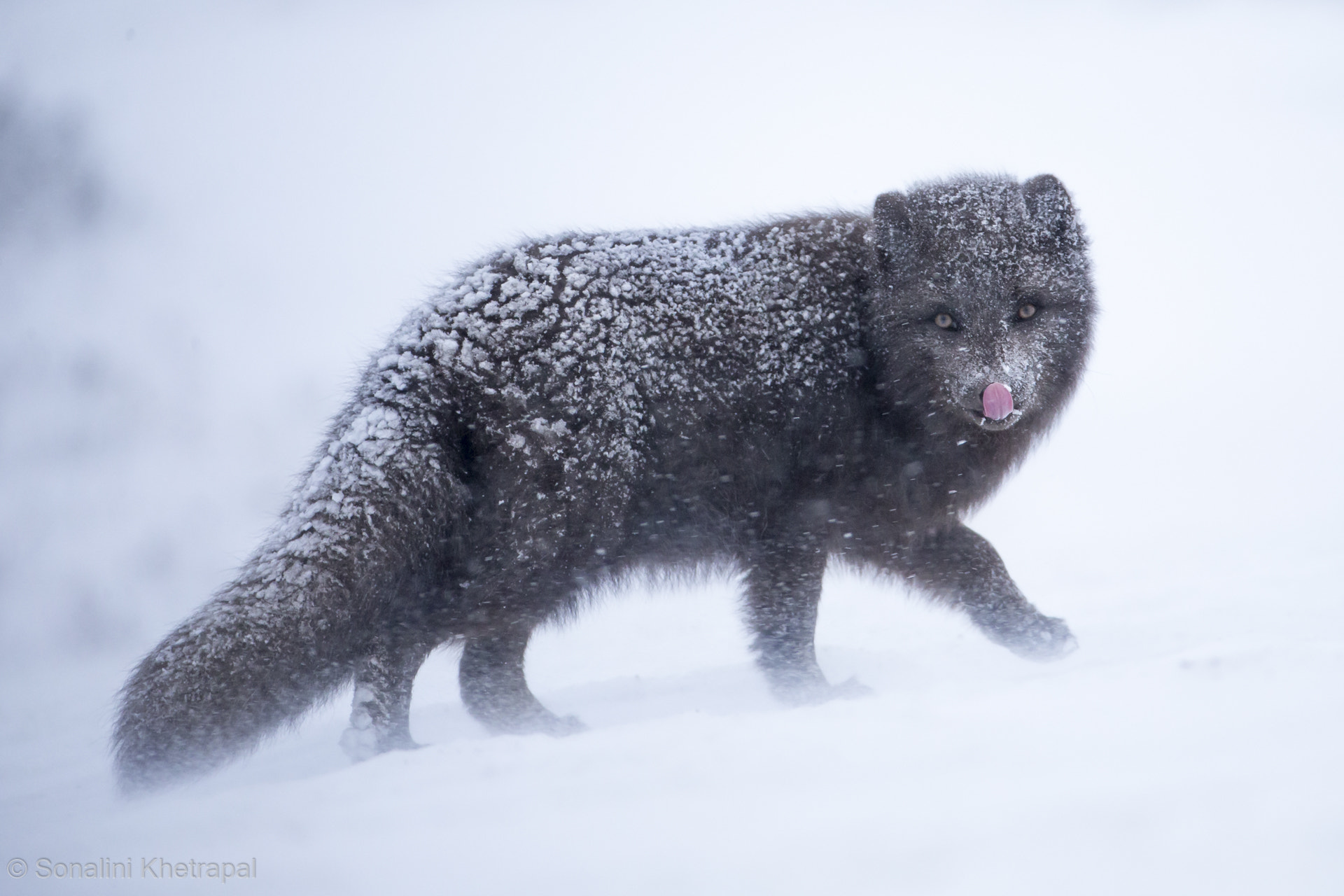 Canon EF 200-400mm F4L IS USM Extender 1.4x sample photo. The stare photography