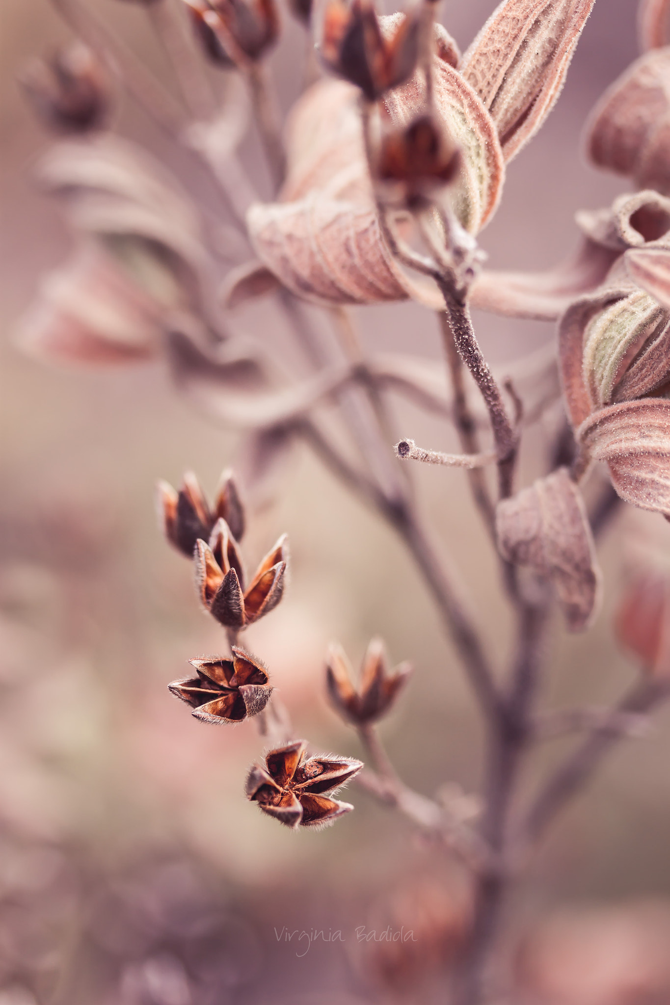 Canon EF-S 60mm F2.8 Macro USM sample photo. *** photography