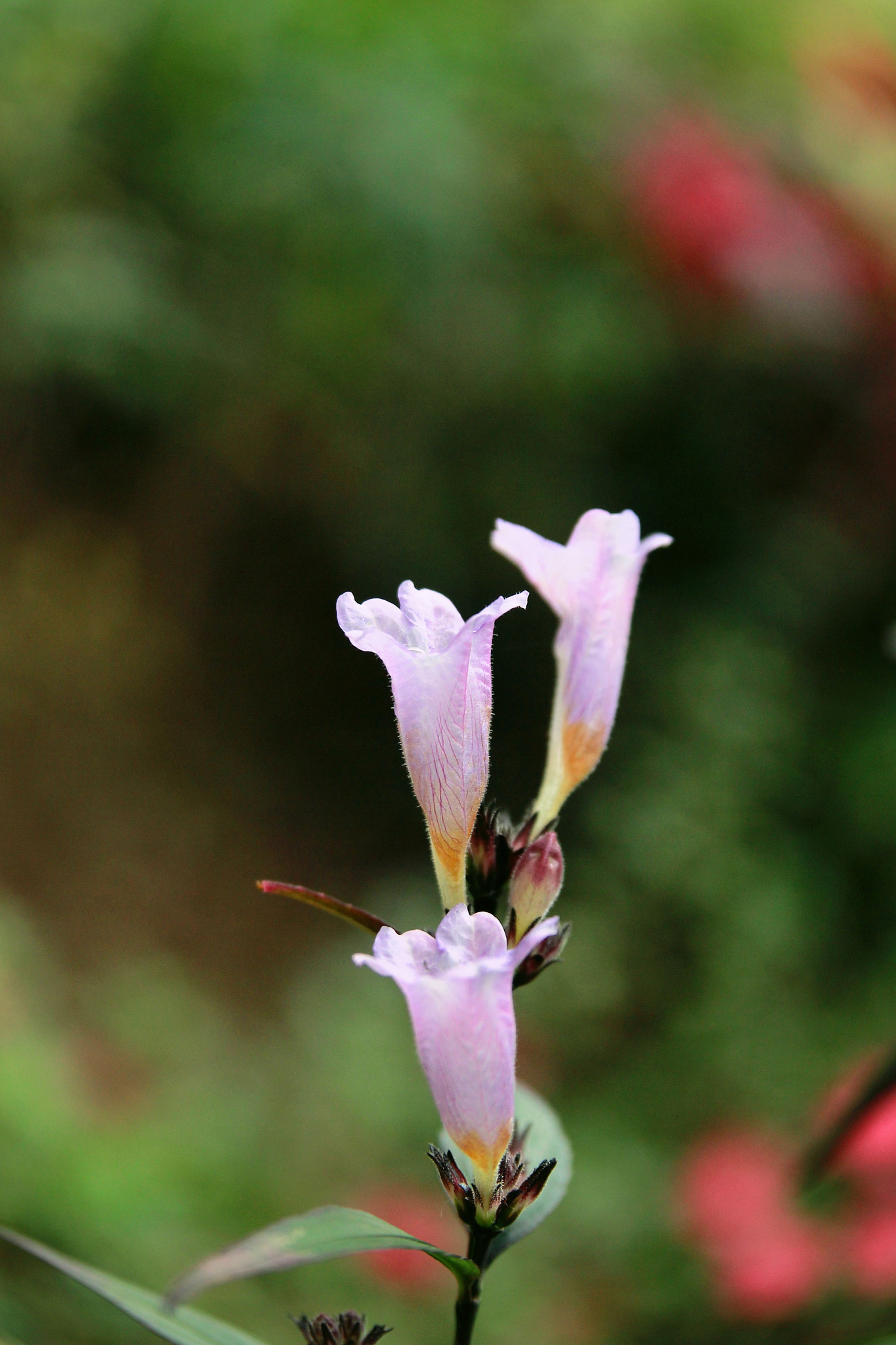 Canon EOS 60D + Sigma 18-50mm f/2.8 Macro sample photo. Flowers photography