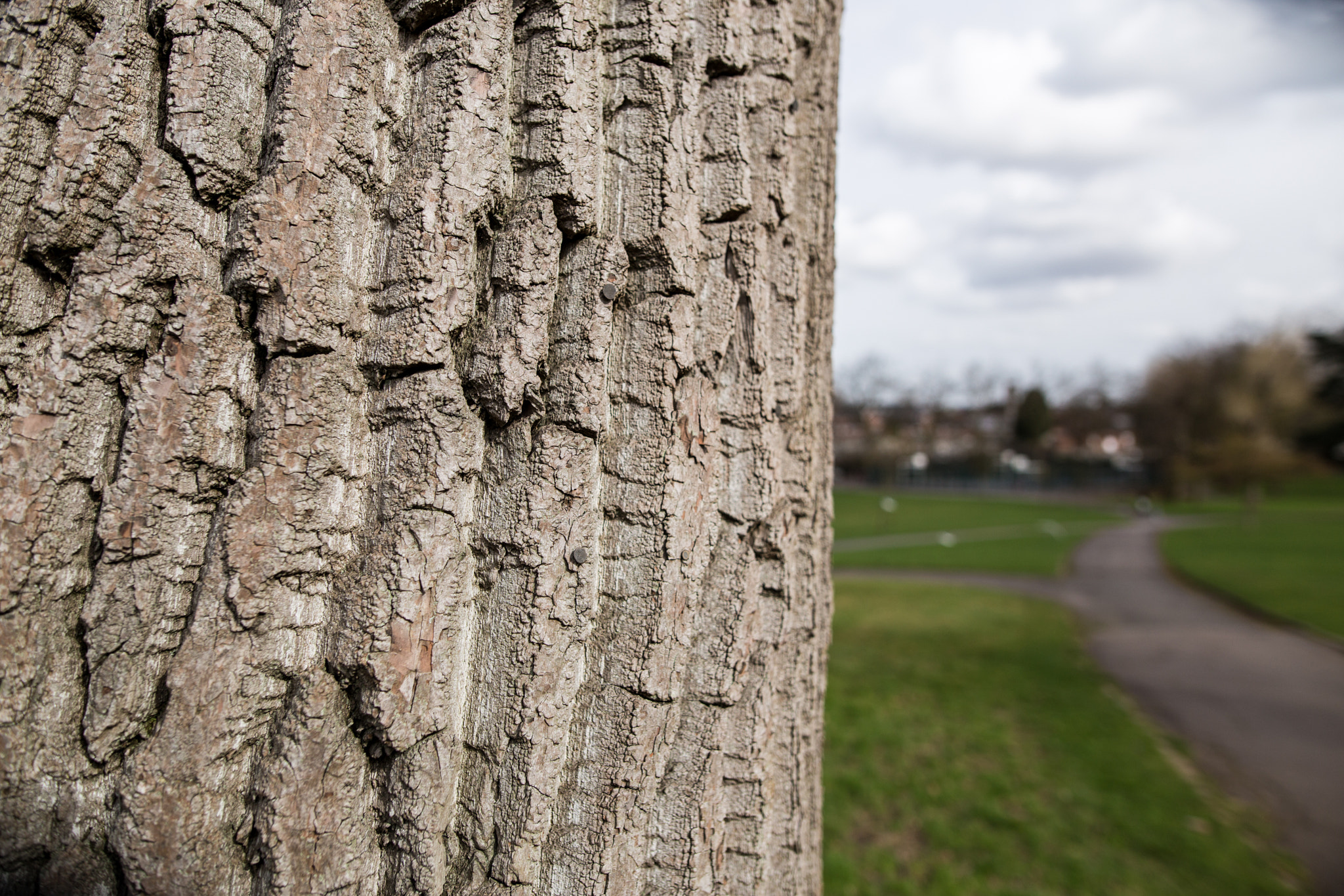 Sigma 24mm F1.4 DG HSM Art sample photo. Bark (of ) photography