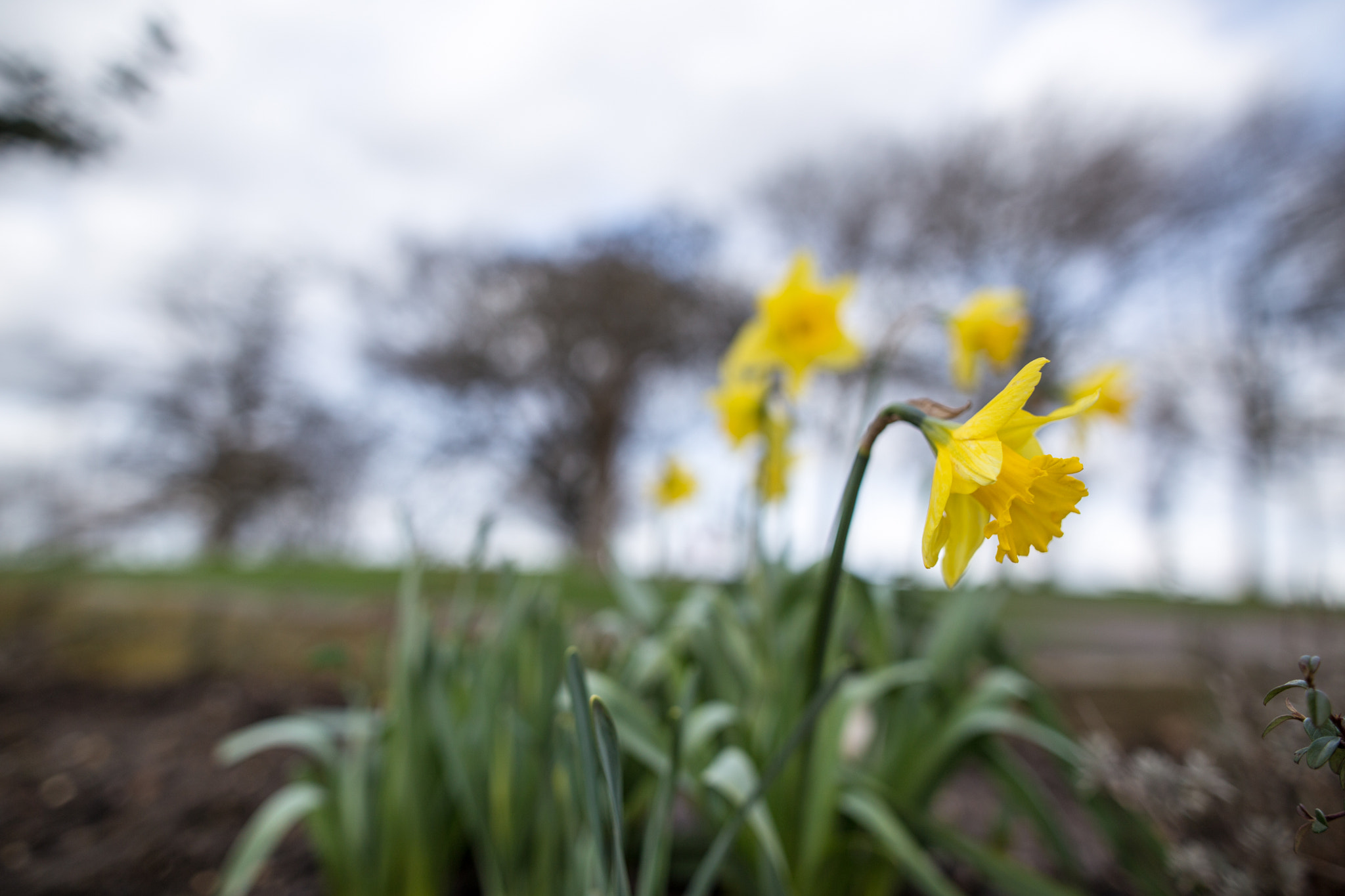 Sigma 24mm F1.4 DG HSM Art sample photo. Spring on the way? photography