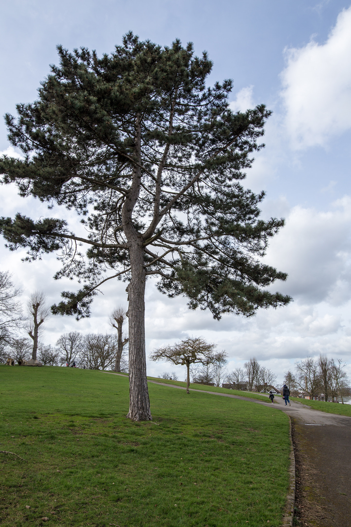 Sigma 24mm F1.4 DG HSM Art sample photo. Walk in the park photography