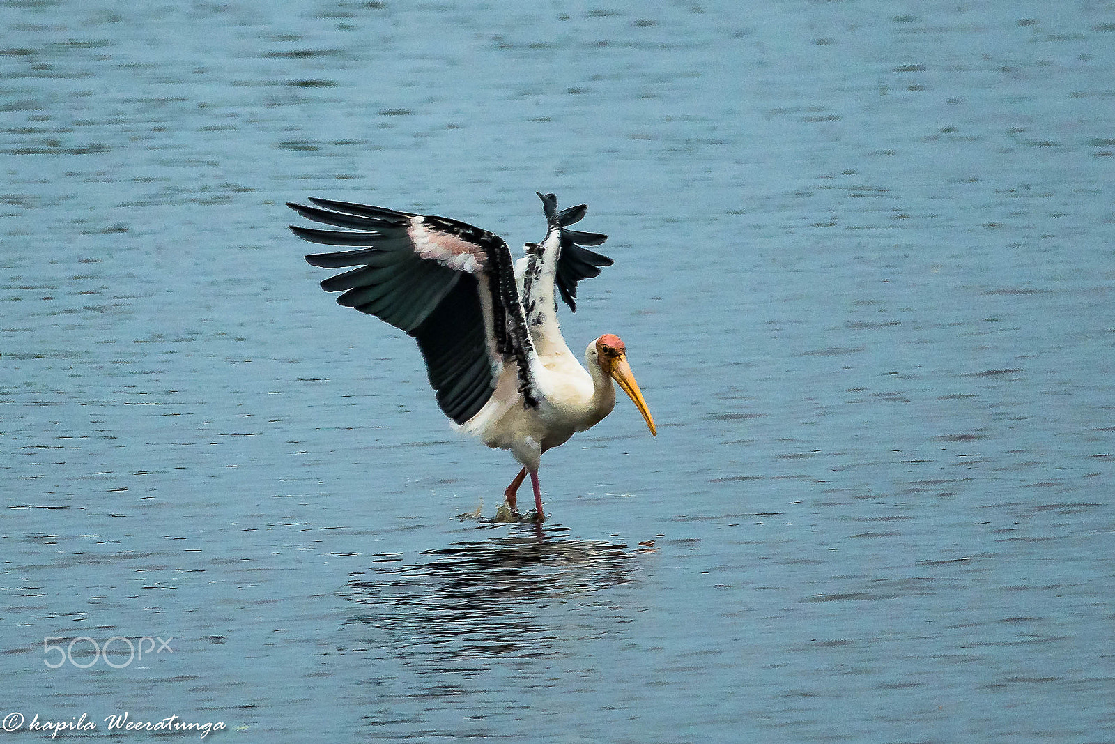 Nikon D500 + Sigma 150-600mm F5-6.3 DG OS HSM | S sample photo. Painted stork photography