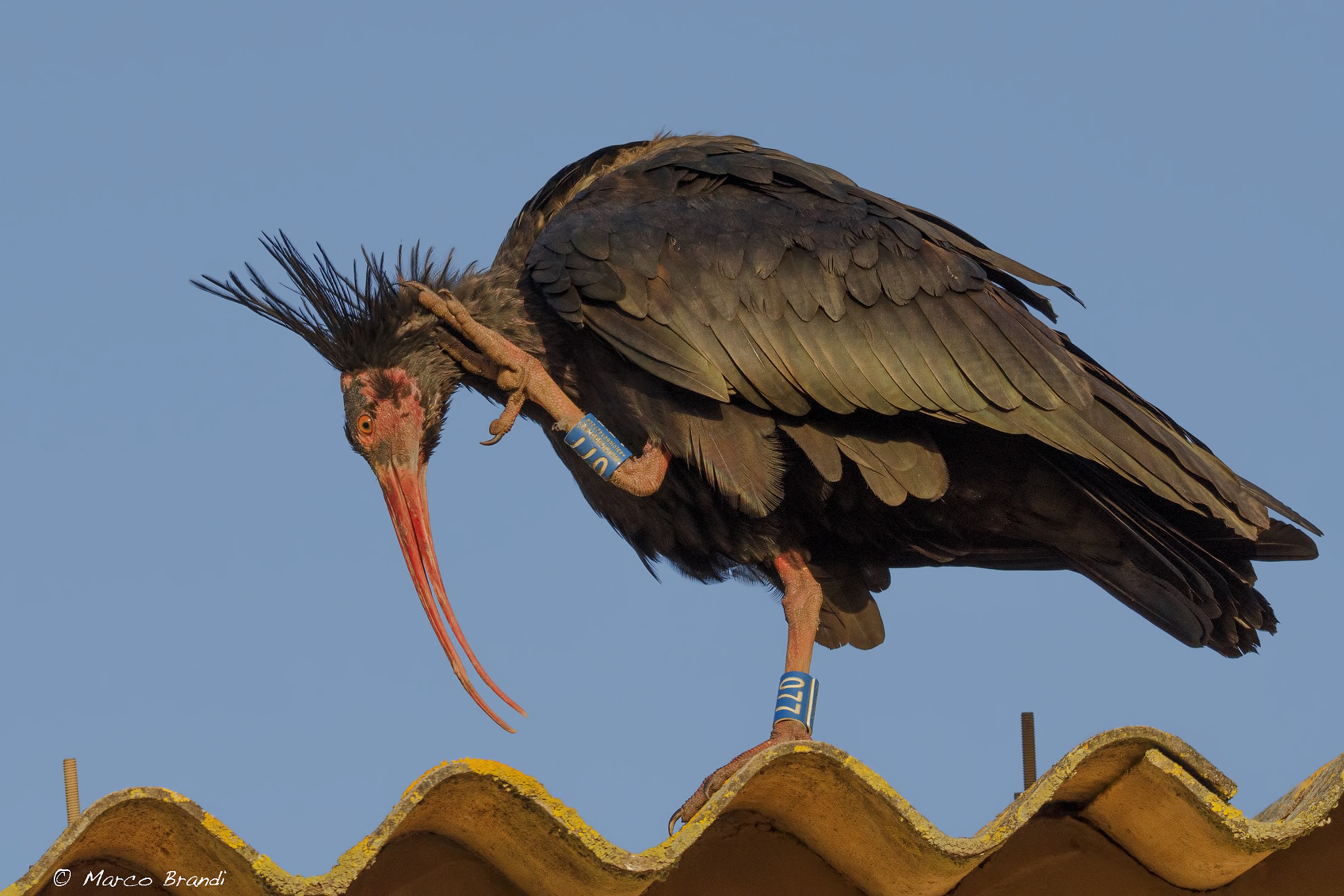 Sigma 150-600mm F5-6.3 DG OS HSM | S sample photo. Ibis eremita - bald ibis photography