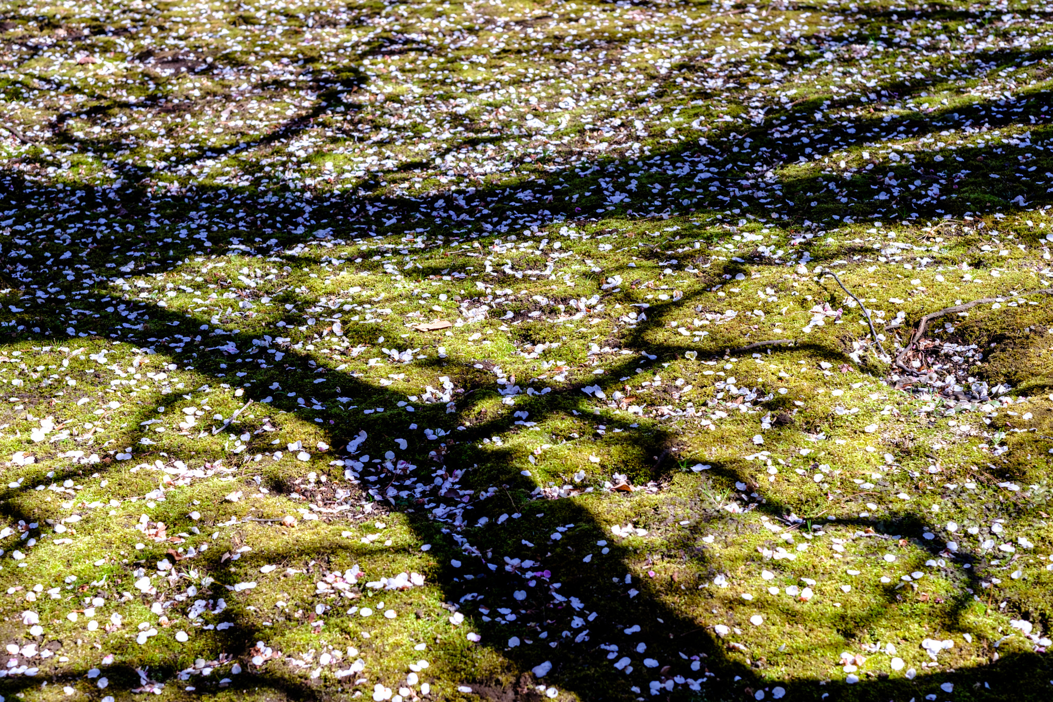 Fujifilm X-Pro2 + Fujifilm XF 56mm F1.2 R sample photo. Shadow of the ume tree photography