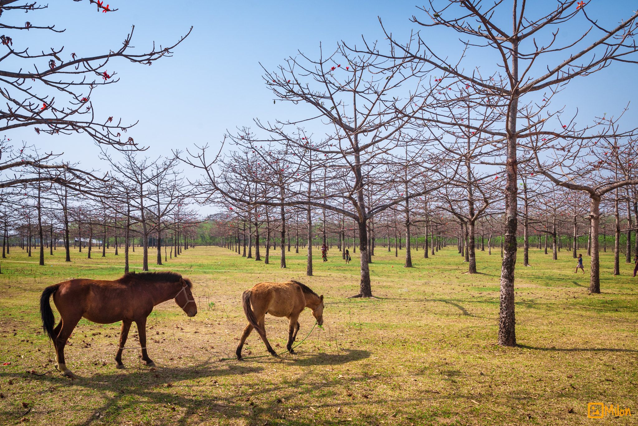 Nikon D750 + Sigma 24-70mm F2.8 EX DG HSM sample photo. Horses of the bombax garden photography