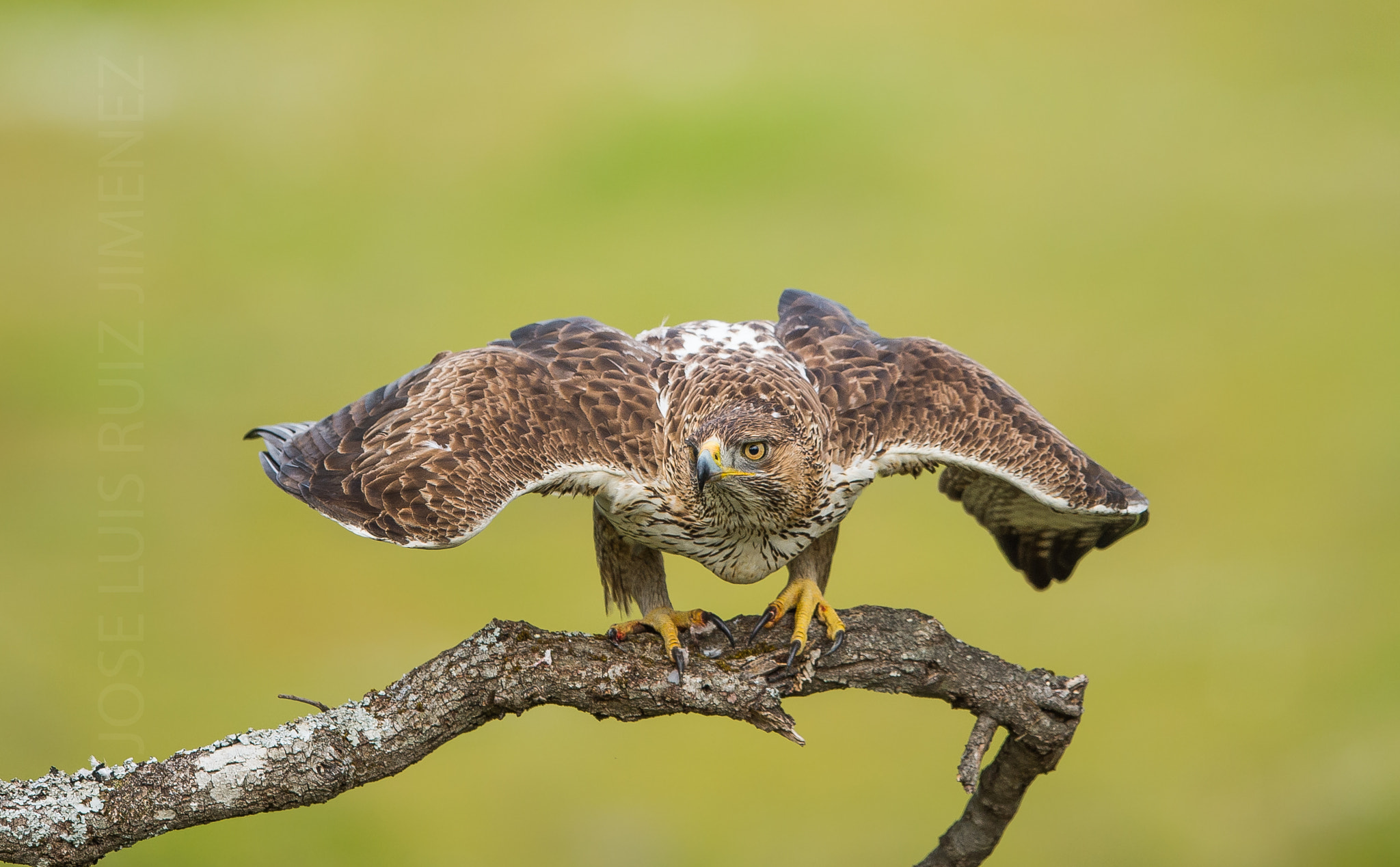 Nikon AF-S Nikkor 600mm F4E FL ED VR sample photo. Up down photography