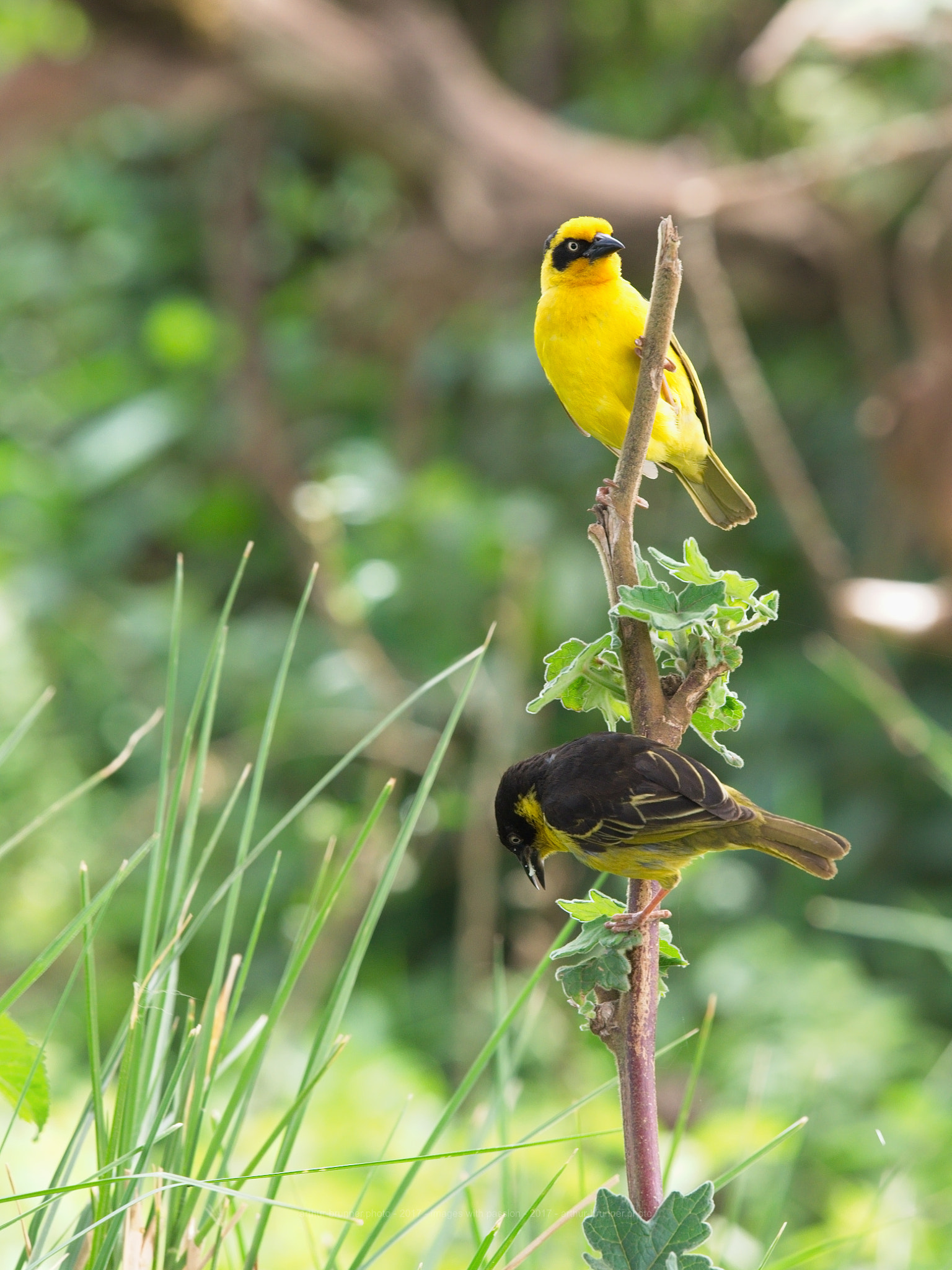 Olympus OM-D E-M1 + Olympus M.Zuiko Digital ED 40-150mm F2.8 Pro sample photo. Baglafecht weaver photography