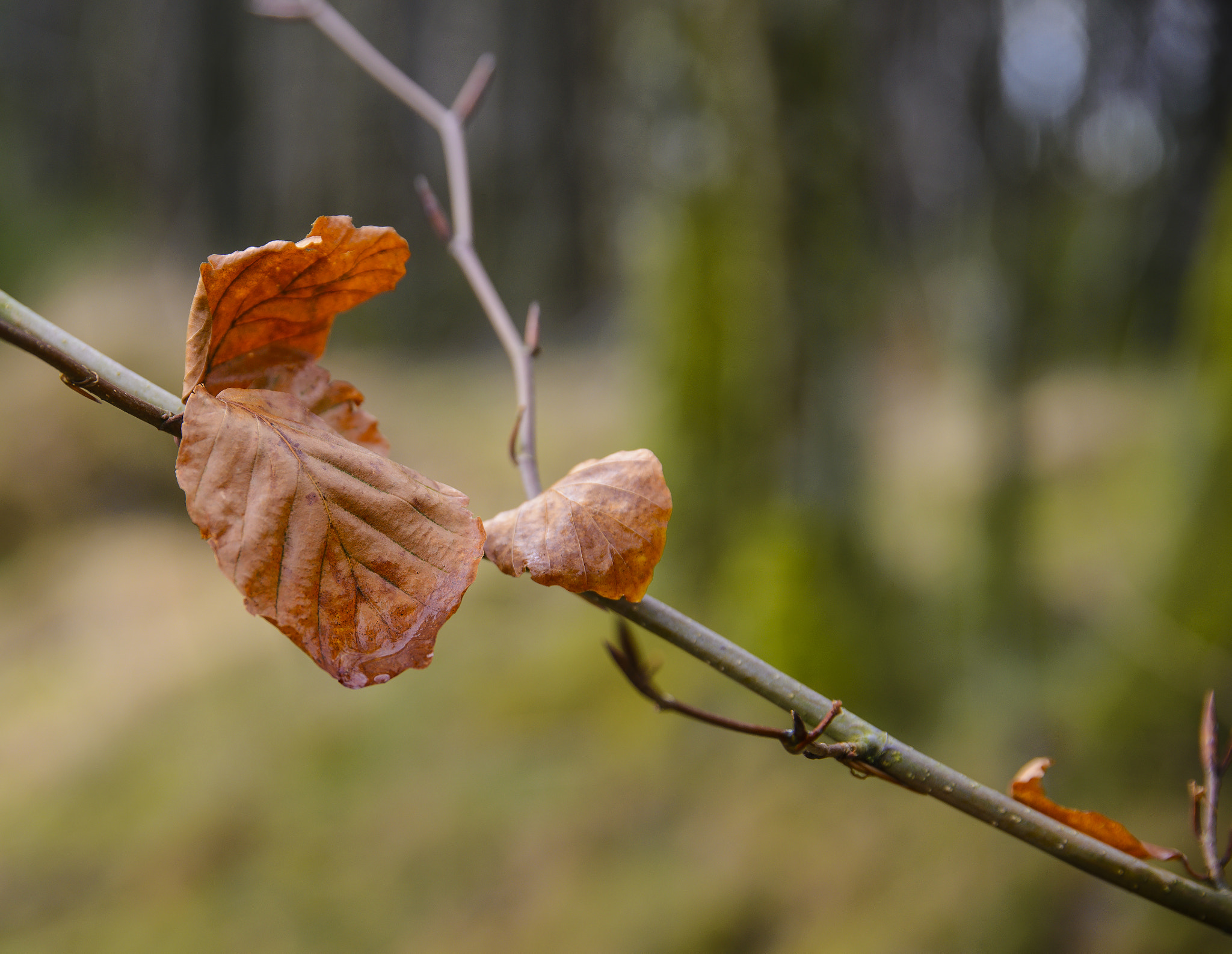 Nikon D610 + Sigma 24-105mm F4 DG OS HSM Art sample photo. Leaves photography