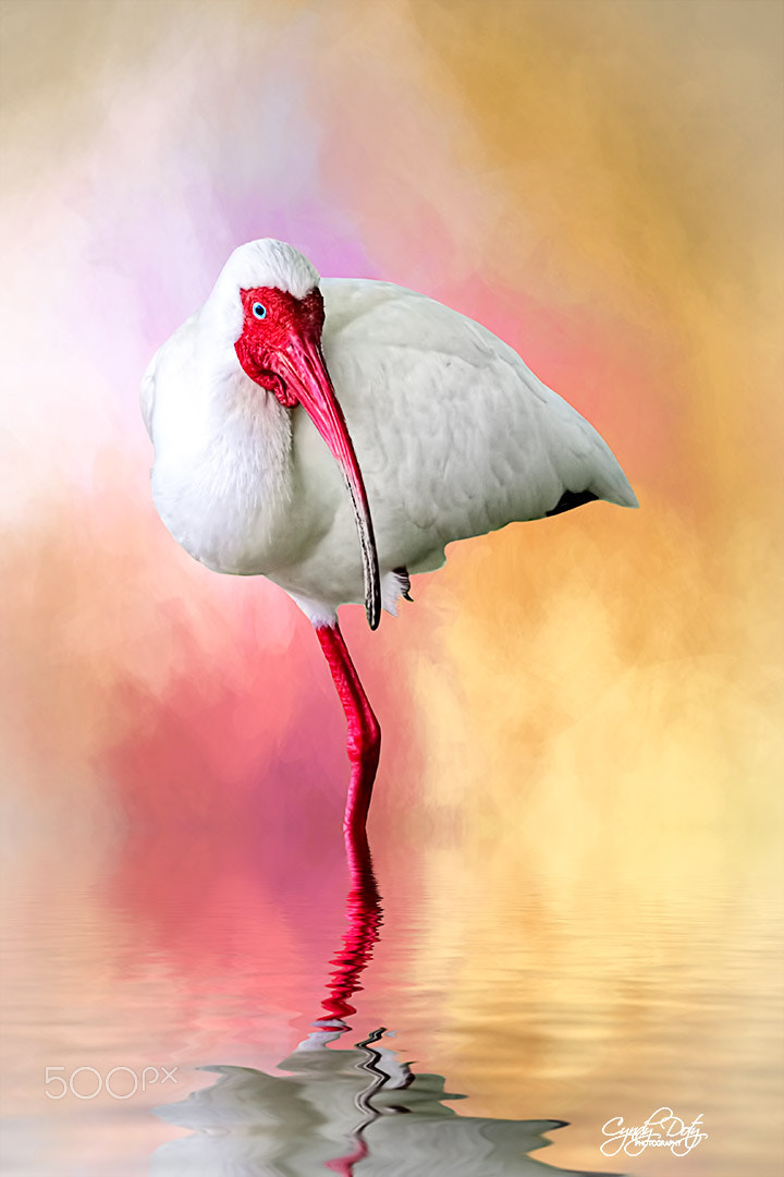 150-600mm F5-6.3 DG OS HSM | Contemporary 015 sample photo. Balancing act photography