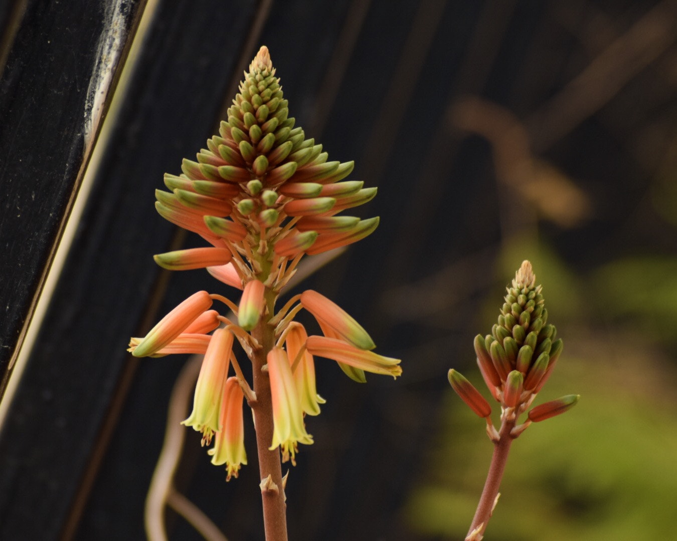 Sigma 70-210mm F4-5.6 UC-II sample photo. Waiting for the spring photography