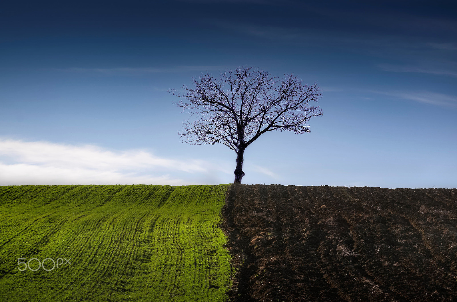 Nikon D7000 + Sigma 50-150mm F2.8 EX APO DC OS HSM sample photo. Tree(tri) color! photography