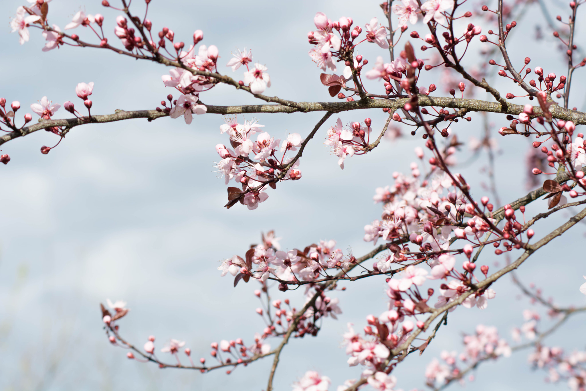 Nikon D5200 + Sigma 50-150mm F2.8 EX APO DC HSM II + 1.4x sample photo. Cherry blossom photography