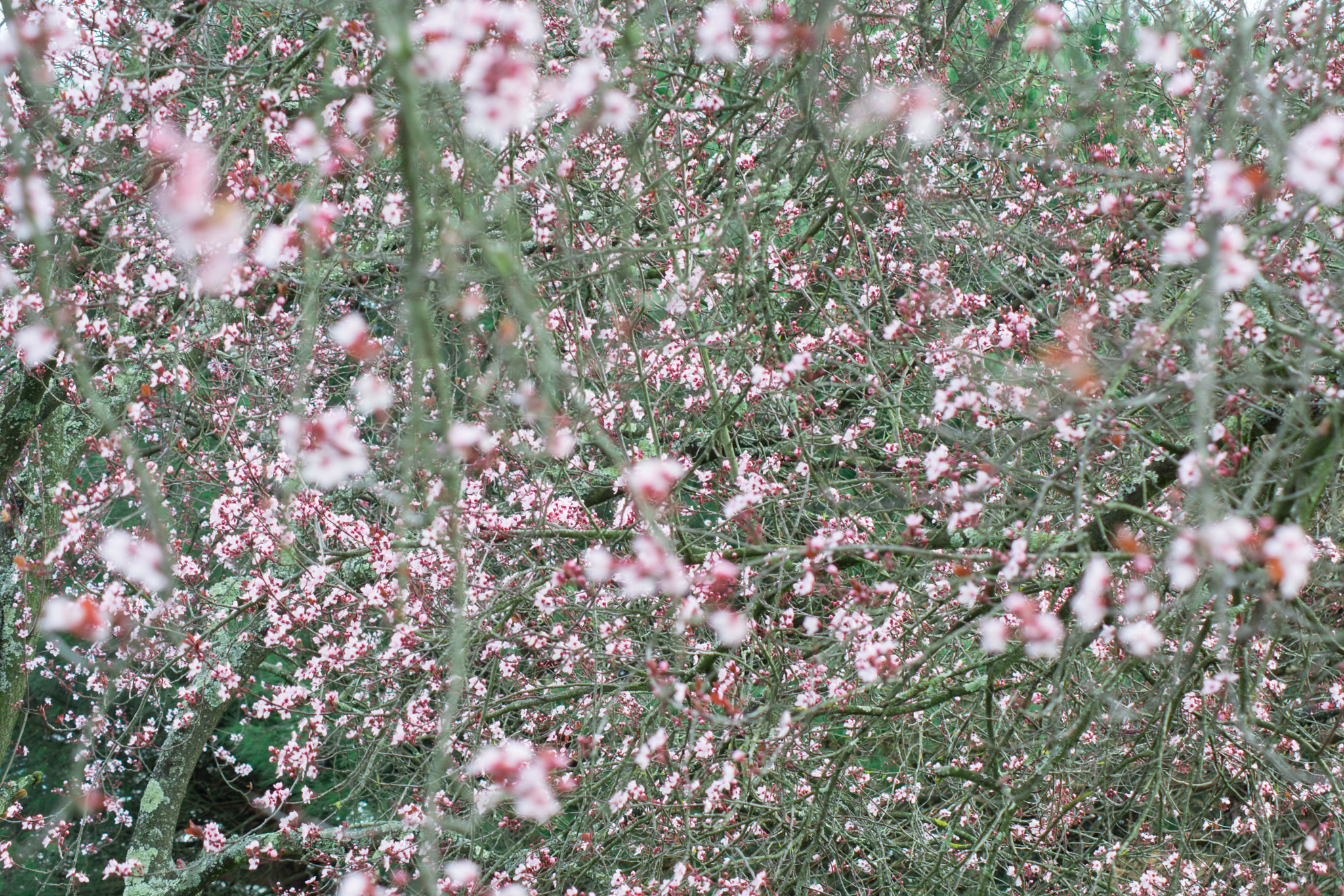 Nikon D5200 + Sigma 50-150mm F2.8 EX APO DC HSM II + 1.4x sample photo. Cherry blossom photography