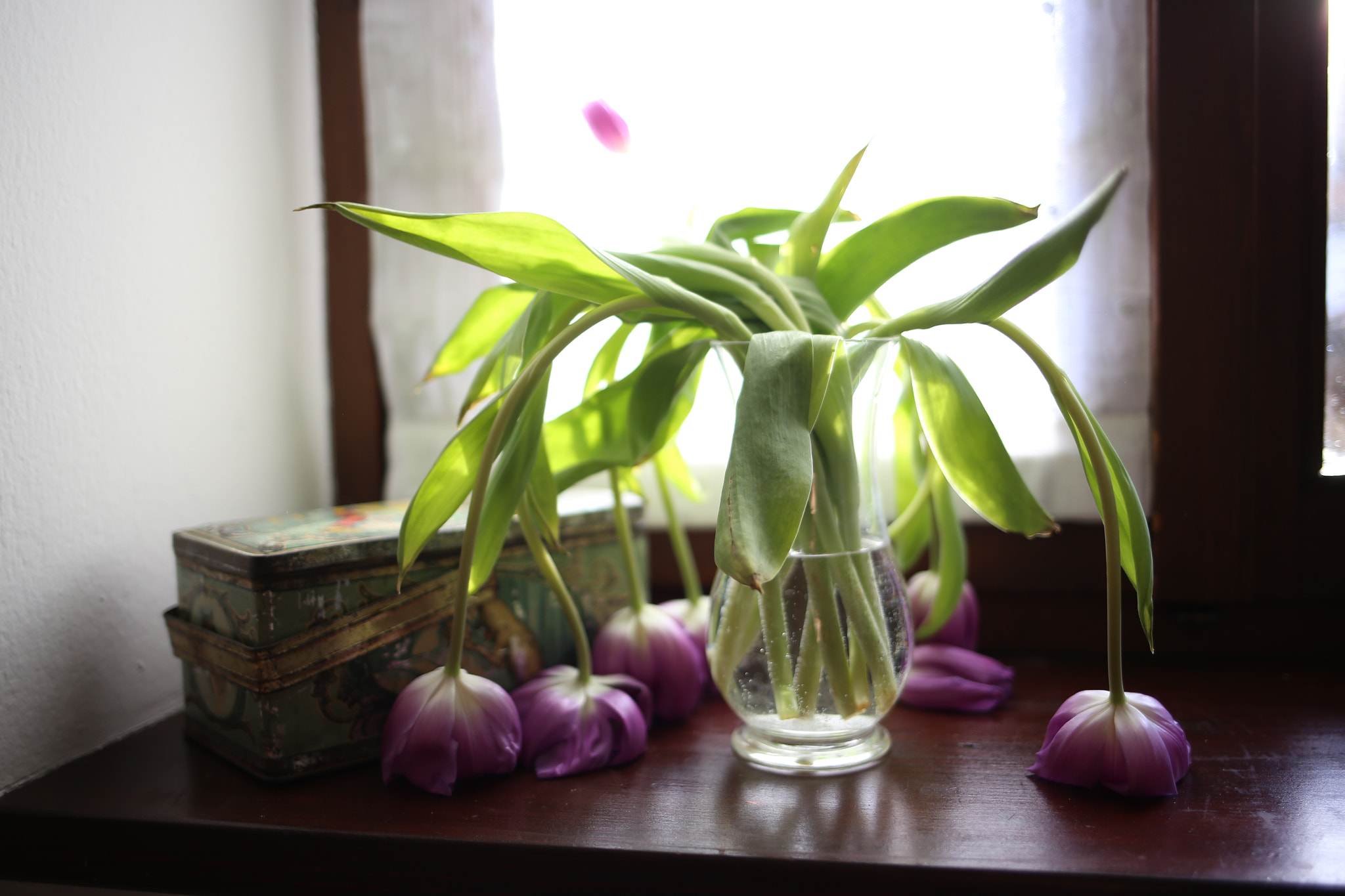 Canon EOS 6D + Canon EF 35mm F2 IS USM sample photo. Tulips photography