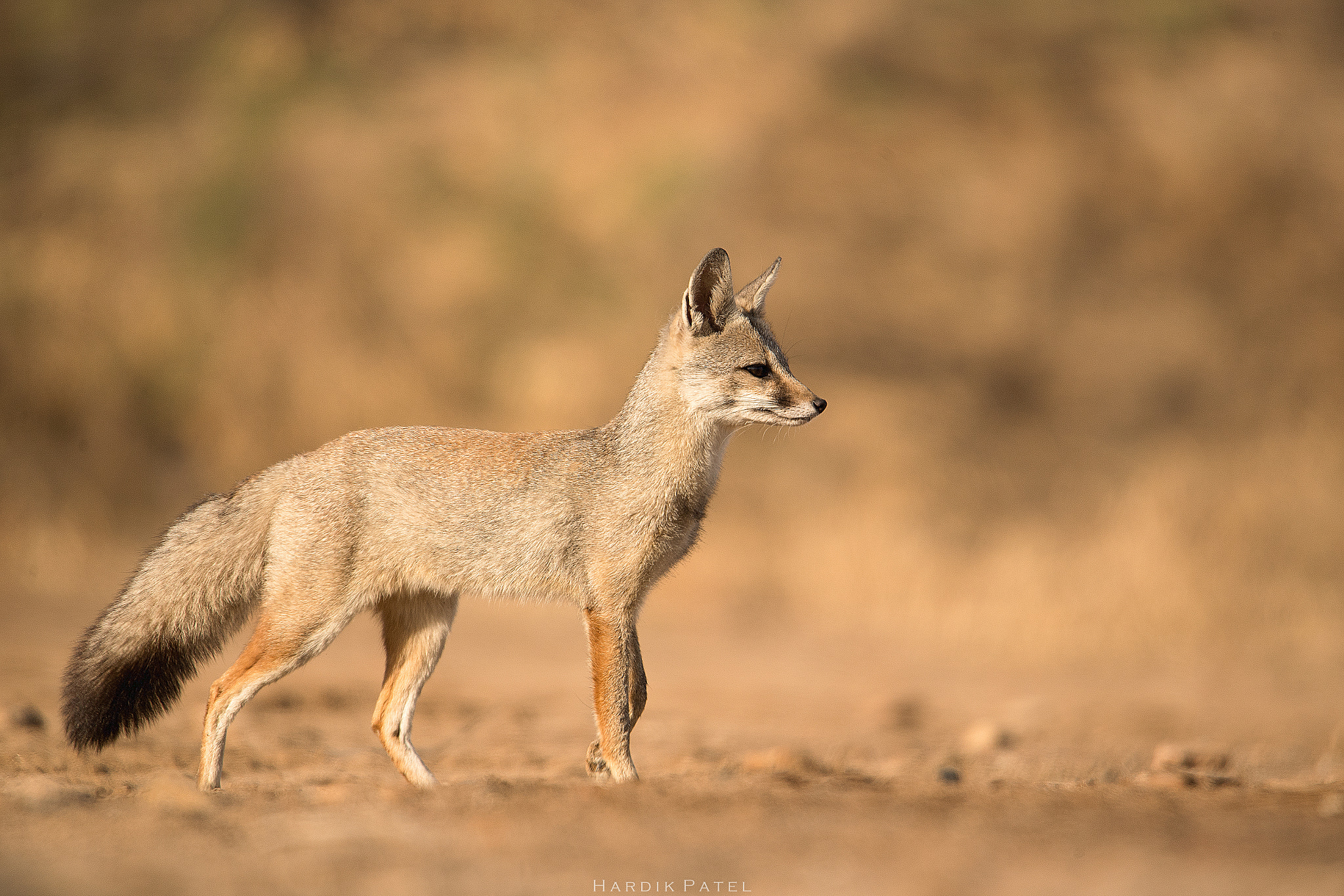 Nikon D5 sample photo. Indian fox photography
